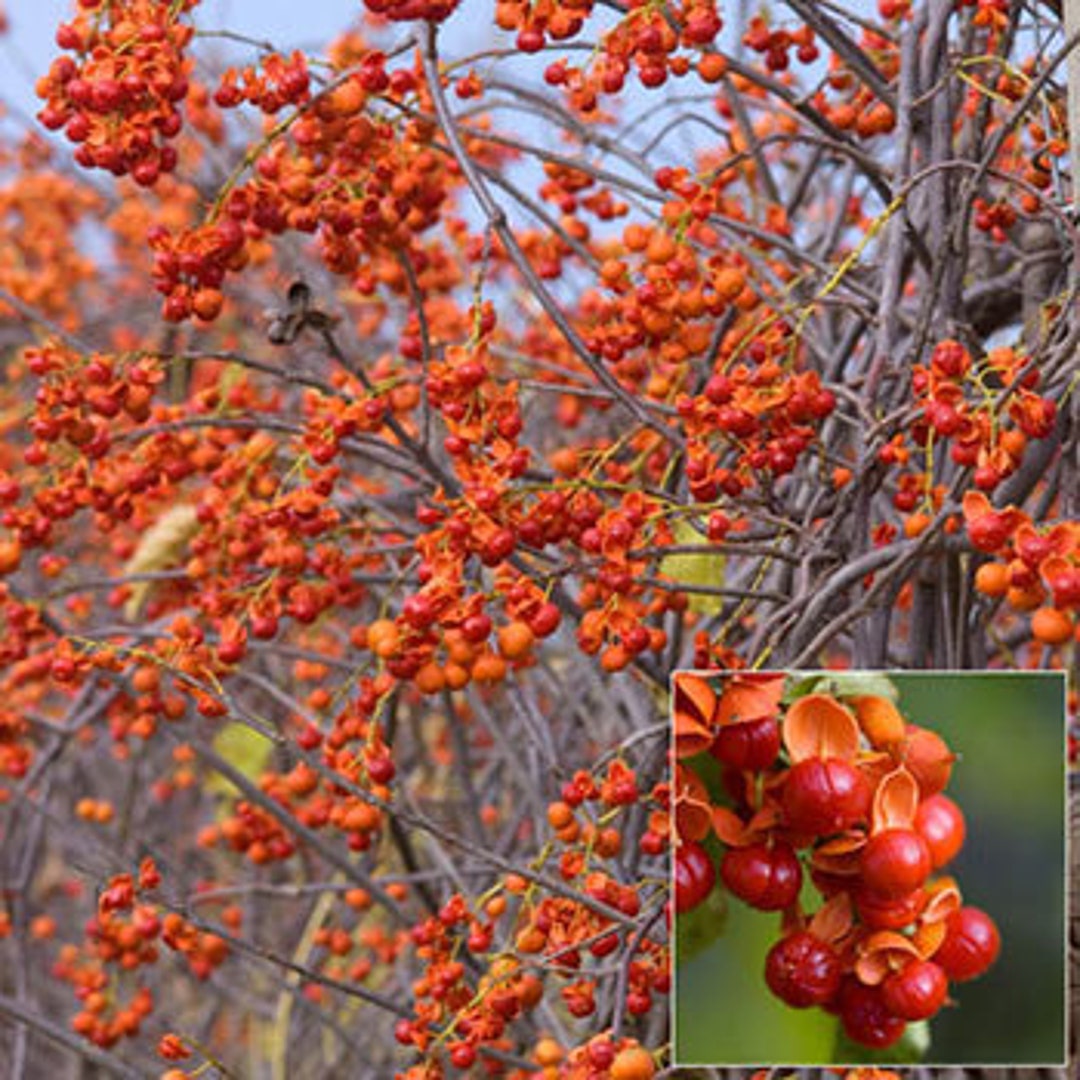 American Bittersweet Seeds Etsy