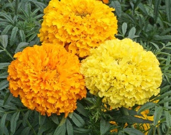 50 CrackerJack Marigold Mix Seeds - Long-blooming Annual