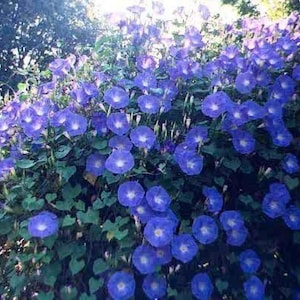 15 semillas de gloria de la mañana azul celestial