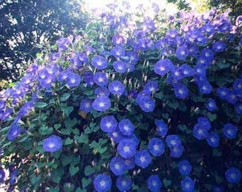 15 semillas de gloria de la mañana azul celestial