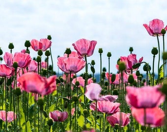 Puede incluir: Un campo de amapolas rosas en flor. Las flores están en diferentes etapas de apertura, algunas están completamente abiertas y otras todavía en capullo. Las flores están rodeadas de follaje verde.