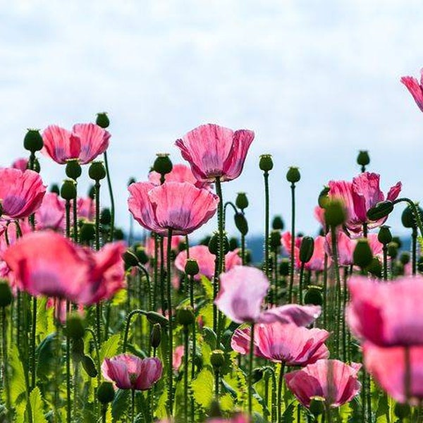 100 Pink Poppy Seeds - Wildflower