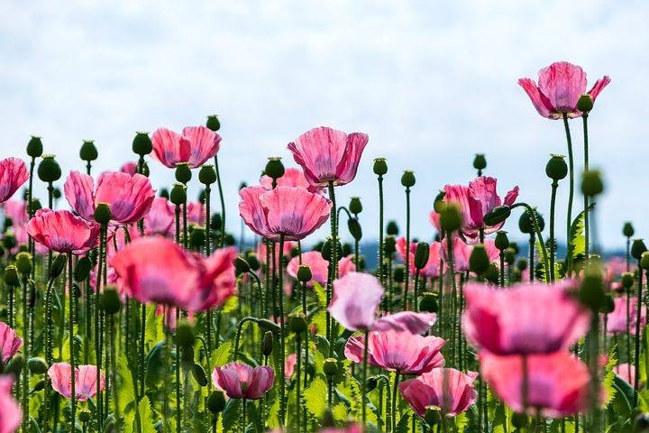 Poppy seeds - Etsy 日本