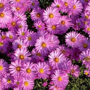25 Perennial Pink Alpine Aster Seeds for Fall Planting