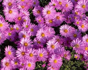 25 mehrjährige rosa Alpen-Aster-Samen zum Pflanzen im Herbst