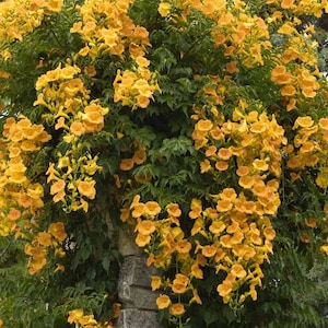 25 Rare Perennial Yellow Trumpet Vine Seeds