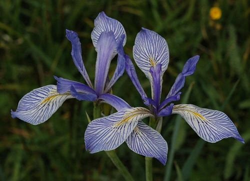 Blue Iris Missouriensis Seeds Wildflower Etsy