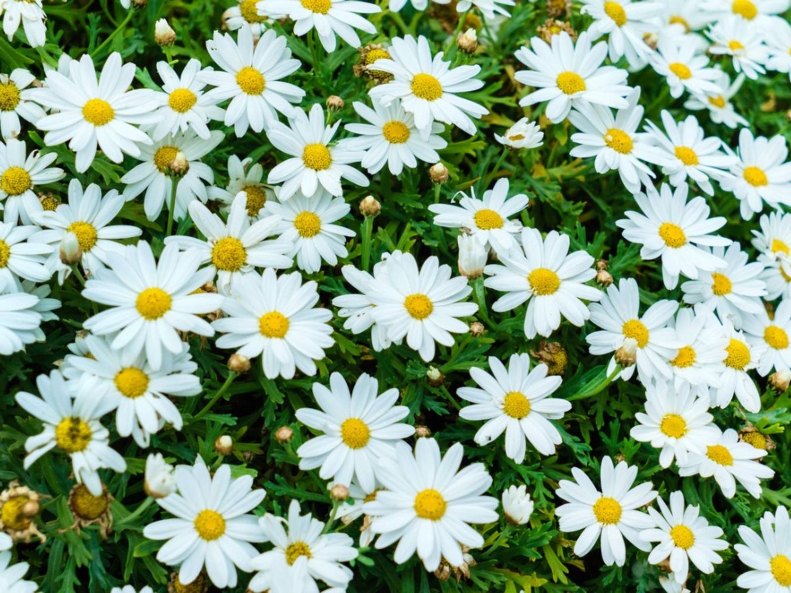 Perennial Shasta Daisy Seeds - Etsy