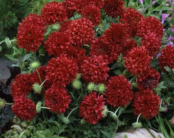 25 semi di Gaillardia rossa - Annuale nativo - Fiore coperta