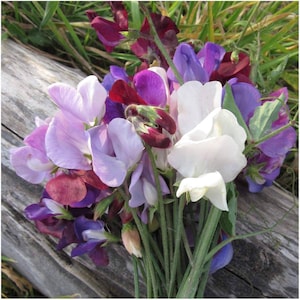 May include: A bouquet of sweet pea flowers in shades of purple, lavender, white, and burgundy. The flowers are arranged on a weathered wooden surface with green grass in the background. The petals have a delicate, ruffled appearance.