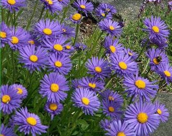 Perennial Blue Alpine Aster Seeds