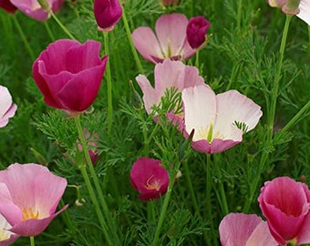 100 Purple Gleam Poppy Seeds - Reseeding Annual