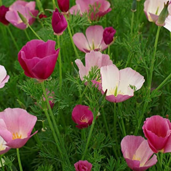 100 Purple Gleam Poppy Seeds - Reseeding Annual