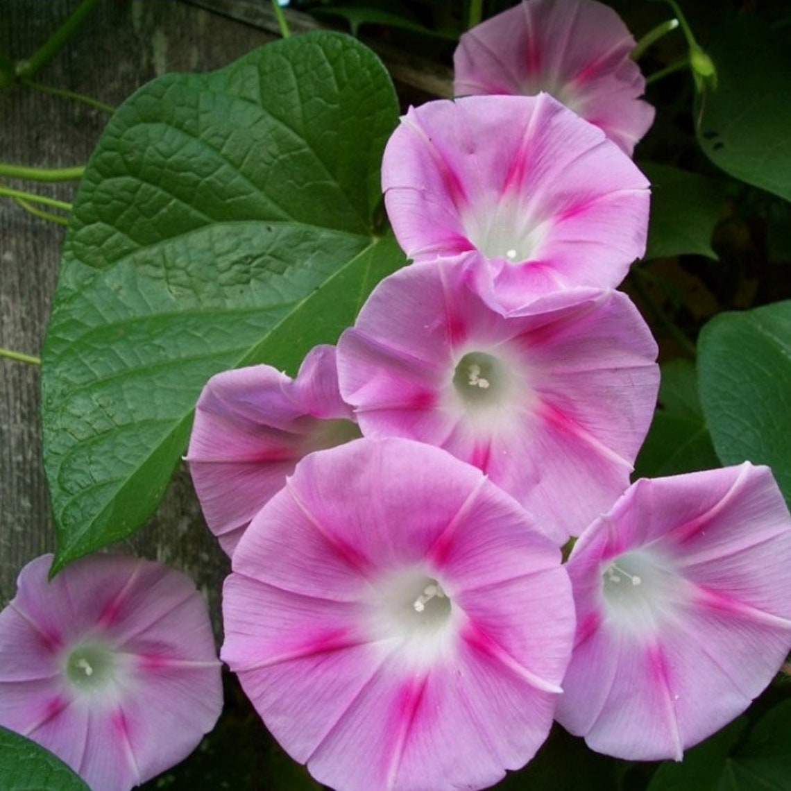 Morning Glory Mix Seeds Etsy