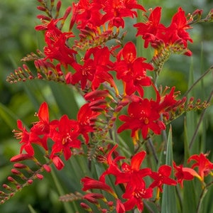 Rode Crocosmia-zaden
