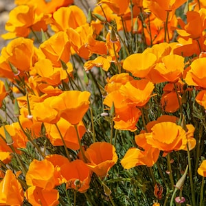 100 Native Orange California Poppy Seeds