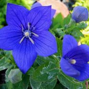 Blue Balloon Flower Seeds