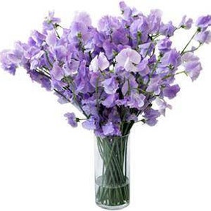 Royal Lavender Sweet Pea Seeds