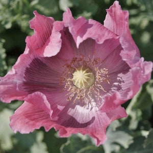 Op de afbeelding: Een close-up van een roze papaver met een lichtroze centrum. De bloem heeft veel bloemblaadjes en staat in volle bloei.