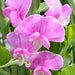 see more listings in the Perennials section