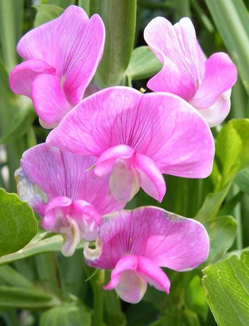 Perennial Sweet Pea Seeds image 1