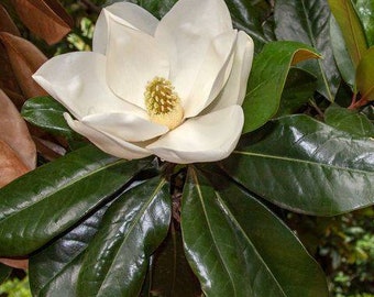 White Magnolia Tree Seeds - Fresh Seed 2022
