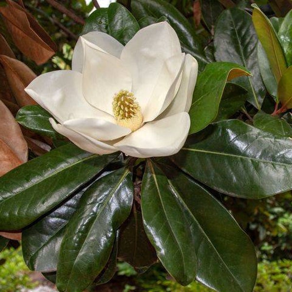White Magnolia Tree Seeds - Fresh Seed 2022