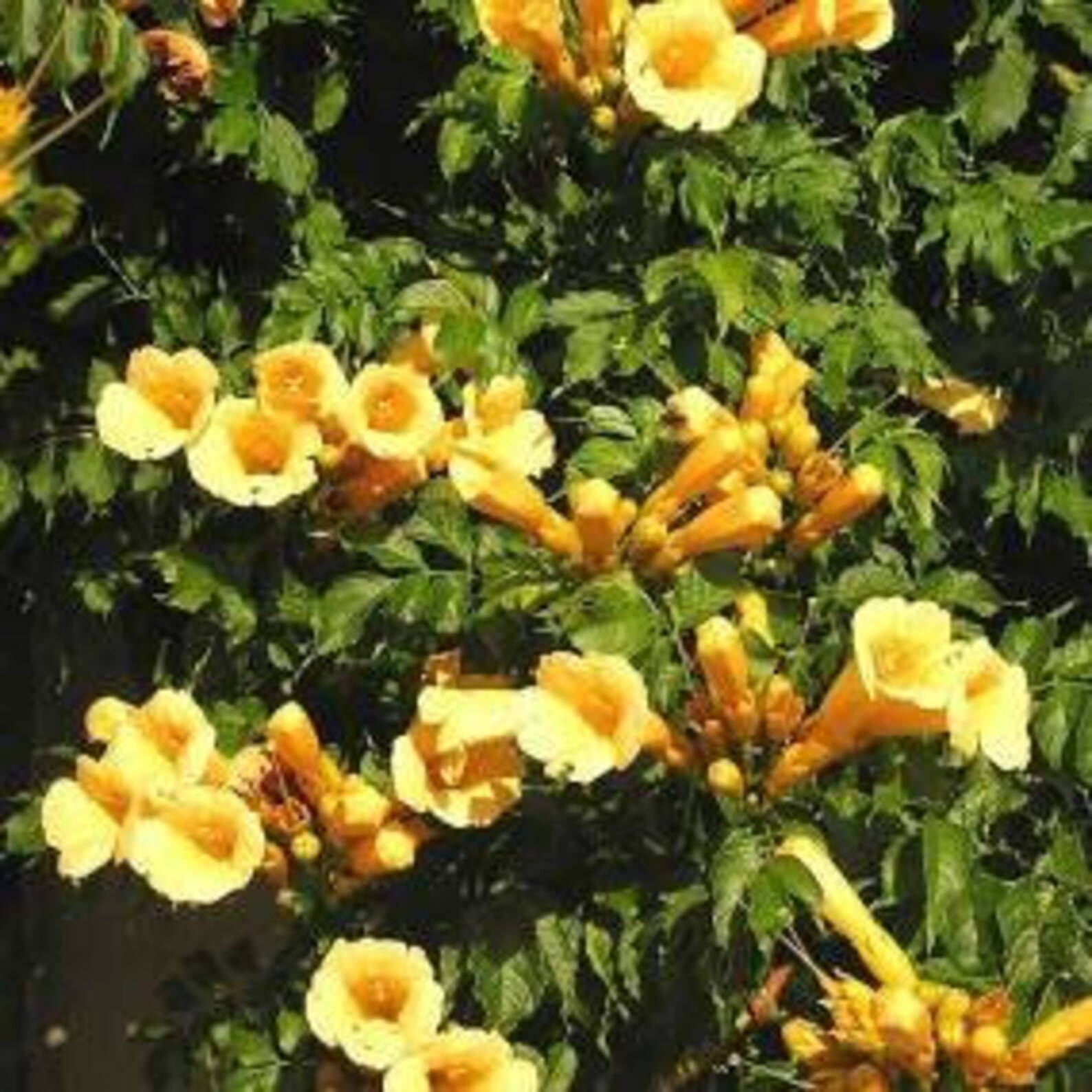 10 Rare Perennial Yellow Trumpet Vine Seeds Etsy