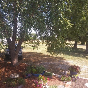 River Birch Tree Seeds - 25 Seeds