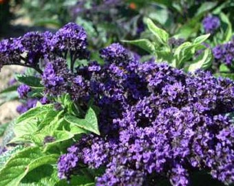 25 semi di eliotropio marino antico - Perenne/annuale delicato