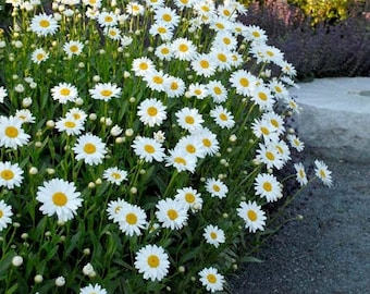 Semillas de margarita Shasta perenne