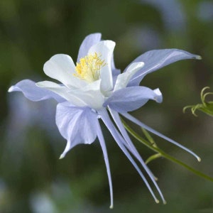 25 Perennial Heirloom Blue Columbine Seeds for Fall Planting