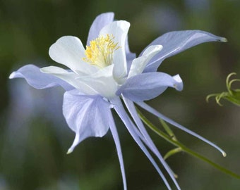 25 graines d'ancolie bleue anciennes vivaces pour la plantation d'automne