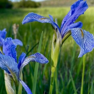 Peut inclure: Gros plan sur trois fleurs d'iris bleues avec des rayures blanches sur les pétales. Les fleurs sont nettes, tandis que l'herbe verte et le feuillage en arrière-plan sont flous.