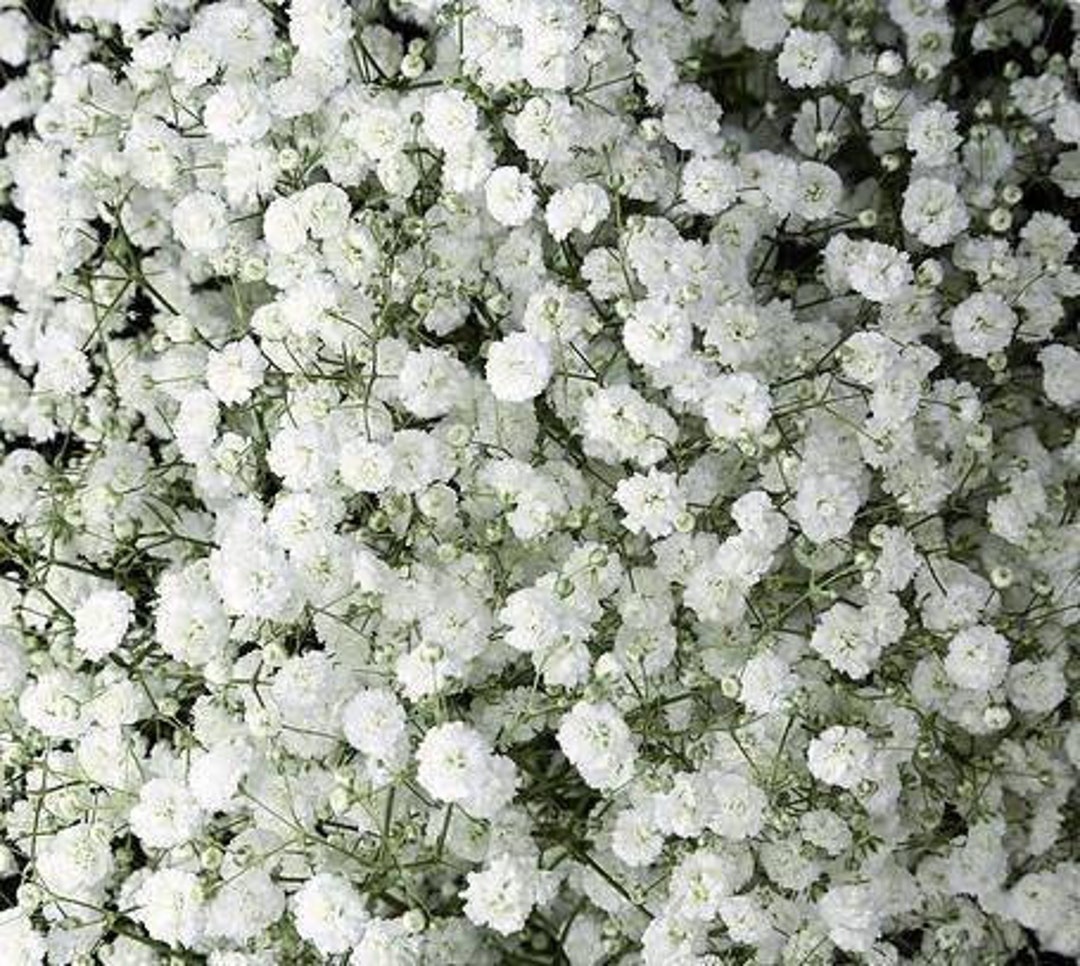 Perennial Baby's Breath Seeds Etsy