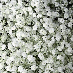 May include: A dense cluster of small, white baby's breath flowers. The delicate blooms are tightly packed together, creating a soft, textured appearance. The image showcases the flowers' pure white color and intricate details.