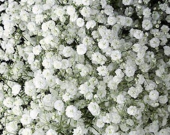 Perennial Baby's Breath Seeds