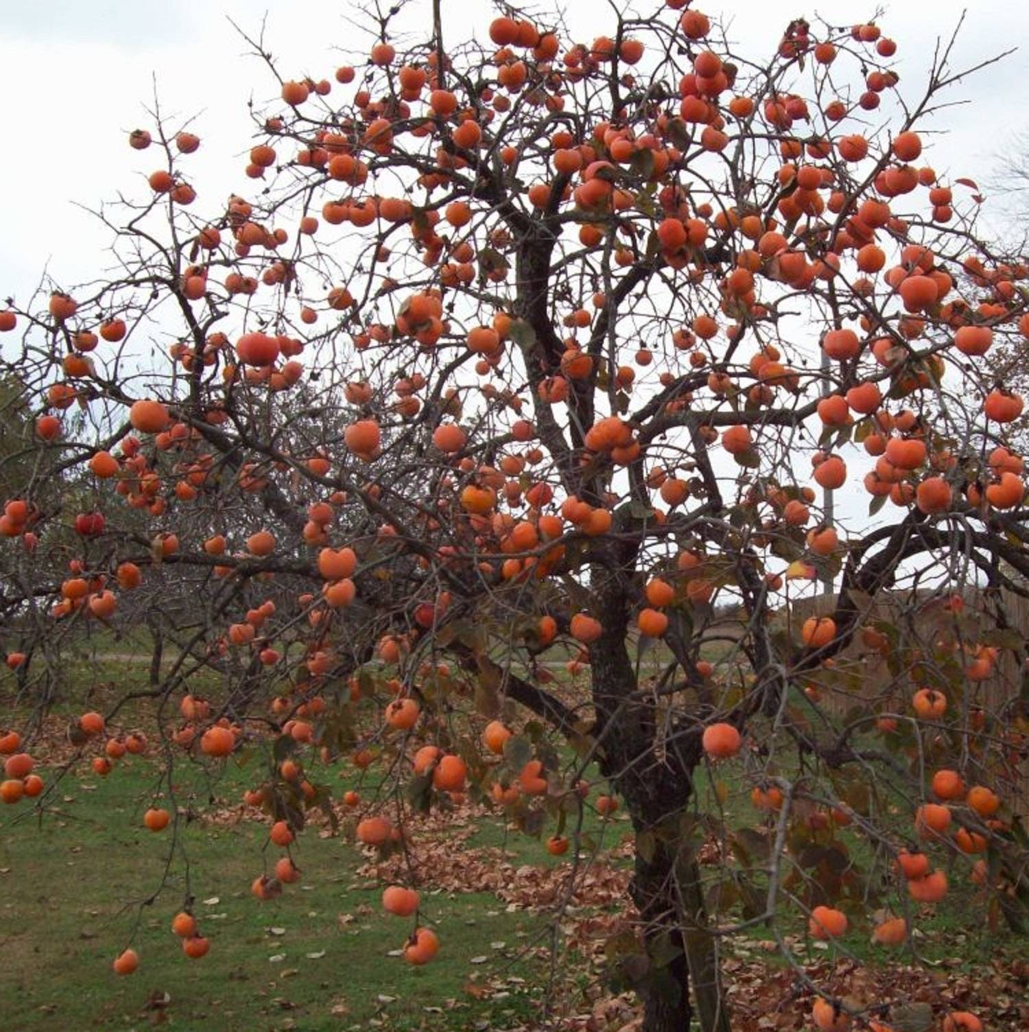Native Heirloom American Persimmon Seeds - 15 seeds