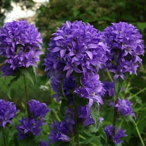 Perennial Clustered Bellflower Seeds