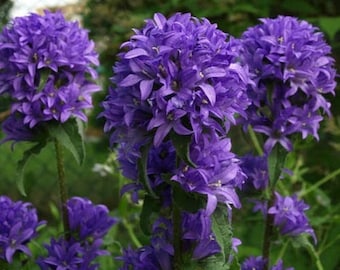 Perennial Clustered Bellflower Seeds