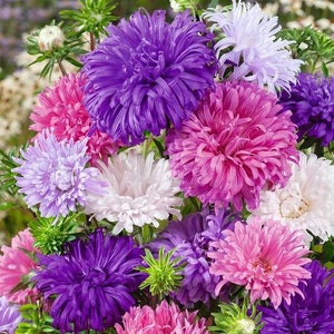 25 Crego China Aster Mix Zaden-Opnieuw inzaaien Jaarlijks