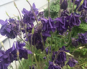 Dark Purple Columbine Seeds