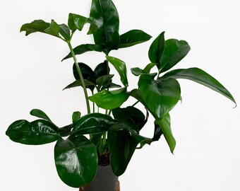 Philodendron Fun Bun - Etsy