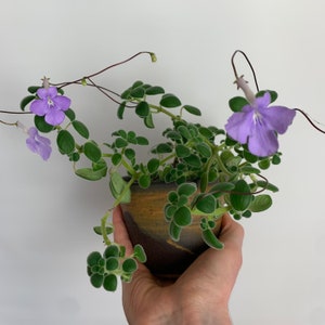 Peut inclure: Une petite plante en pot avec des feuilles vertes et de délicates fleurs violettes. La plante est dans un pot en céramique marron et beige. Les tiges et les fleurs de la plante s'étendent vers l'extérieur.