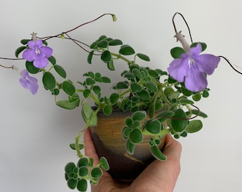 Afrikanisches Veilchen Streptocarpus saxorum
