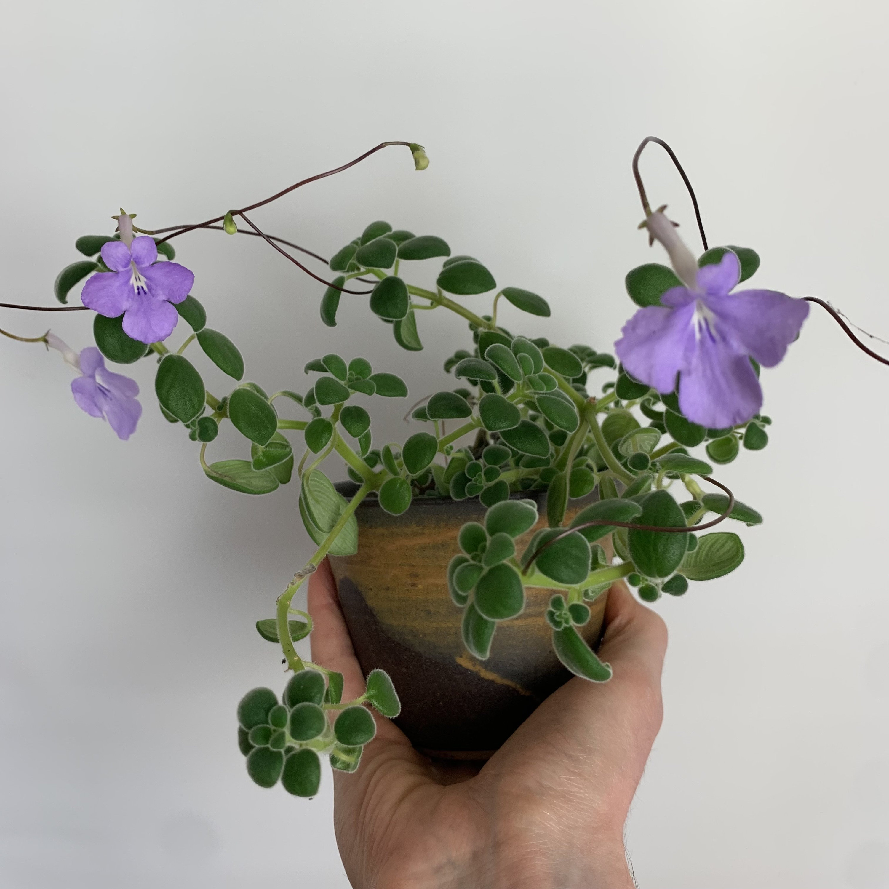scindapsus pictus variegata Potted Variegated Scindapsus Jade Satin Plant | 1 Leaf | Scindapsus pictus  'Jade Satin' | Indoor Houseplant main image 1