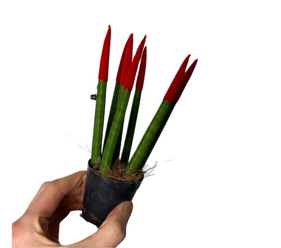 Sansevieria Cylindrica 'spaghetti' - Etsy Ireland