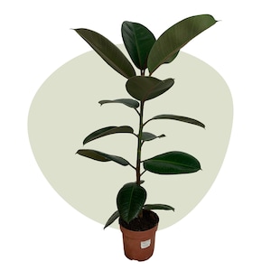 Ficus Elastica Robusta / Lyrata / Tineke