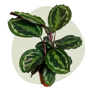 Calathea Medallion / Calathea Flame Star