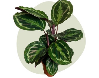 Verschiedene Calathea-Pflanzen